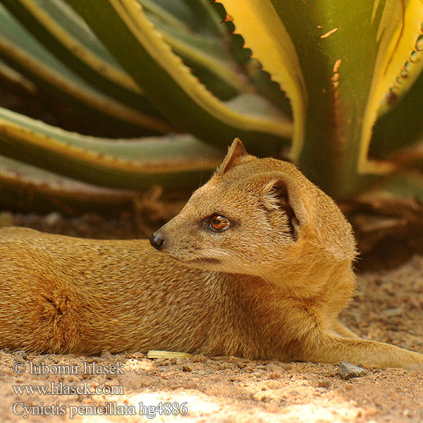 Cynictis penicillata Yellow Mongoose Rooimeerkat