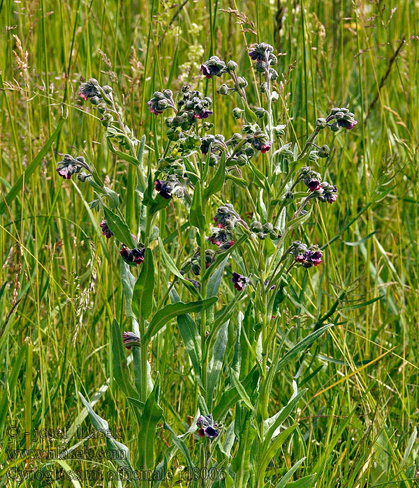 Užanka lékařská Cynoglossum officinale