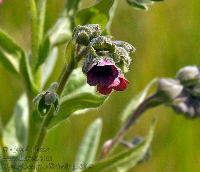 Cynoglossum officinale Чернокорень лекарственный 红花琉璃草