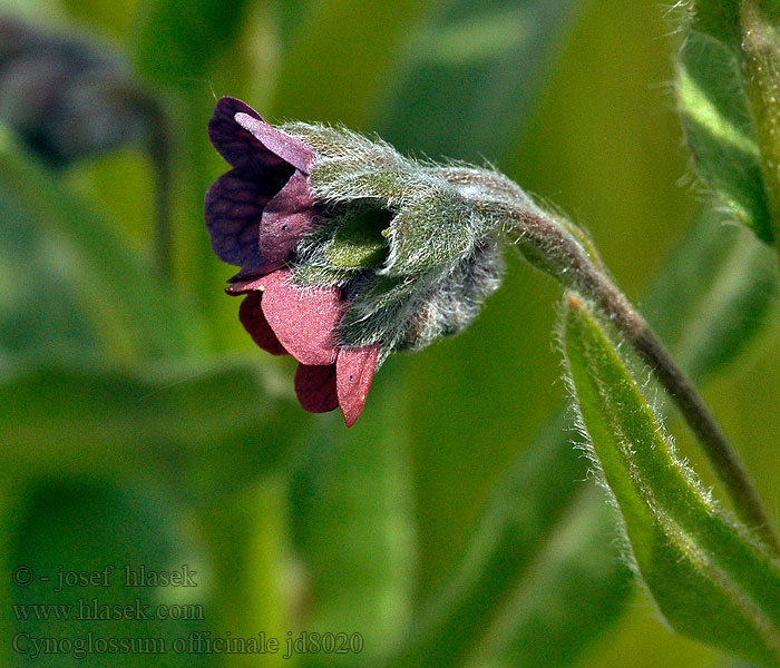 Cynoglossum officinale Ostrzeń pospolity Koirankieli Cinoglosa