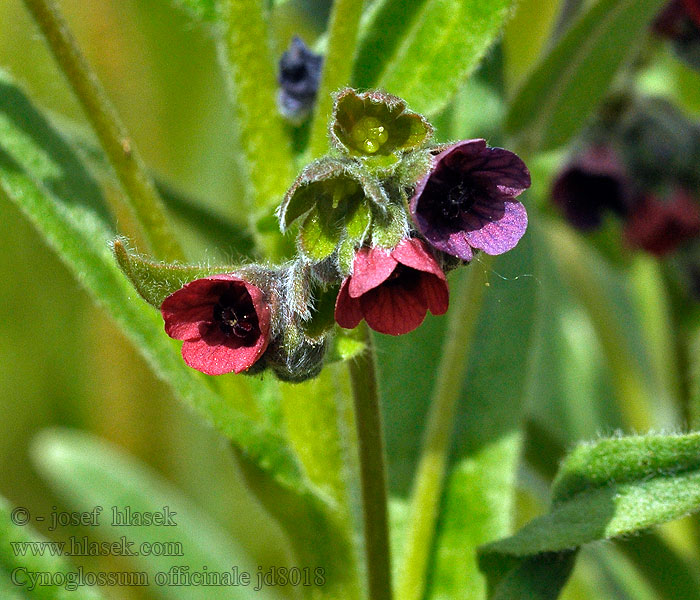 Cynoglossum officinale Užanka lékařská Gewöhnliche Hundszunge