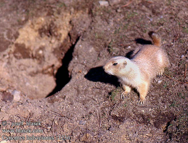 Cynomys ludovicianus Black-tailed prairie dog Sorthalet præriehund Marmotte prairies Chien prairie preeriakoira prairie Zwartstaartprairiemarmot Cane prateria coda nera Társas rérikutya például préri-kutya Präriehunde Schwarzschwanz-Präriehund Schwarzschwanzpräriehunde Piesek preriowy czarnoogonowy Svišť prérijný Psoun prériový černoocasý Perritos las praderas Prärihund Prairiehond Чернохвостая луговая собачка