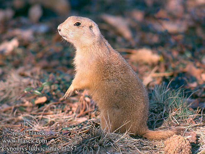 Chien prairie preeriakoira prairie Zwartstaartprairiemarmot Cane prateria coda nera Társas rérikutya például préri-kutya Präriehunde Schwarzschwanz-Präriehund Schwarzschwanzpräriehunde Piesek preriowy czarnoogonowy Svišť prérijný Psoun prériový černoocasý Perritos las praderas Prärihund Prairiehond Чернохвостая луговая собачка 黑尾土拨鼠 Cynomys ludovicianus Black-tailed prairie dog Sorthalet præriehund Marmotte prairies