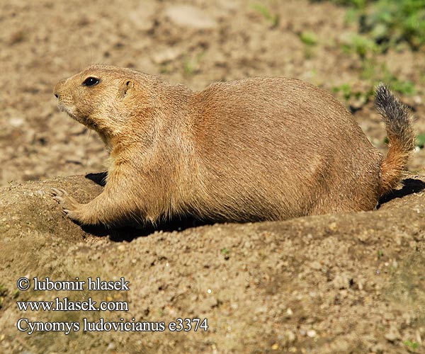 Cynomys ludovicianus e3374