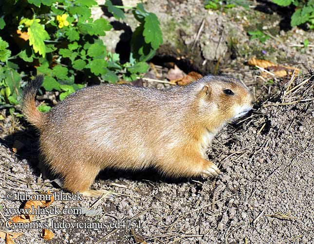 Prairiehond Чернохвостая луговая собачка 黑尾土拨鼠 Cynomys ludovicianus Black-tailed prairie dog Sorthalet præriehund Marmotte prairies Chien prairie preeriakoira prairie Zwartstaartprairiemarmot Cane prateria coda nera Társas rérikutya például préri-kutya Präriehunde Schwarzschwanz-Präriehund Schwarzschwanzpräriehunde Piesek preriowy czarnoogonowy Svišť prérijný Psoun prériový černoocasý Perritos las praderas Prärihund