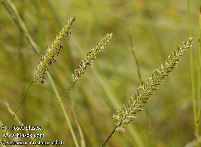 Cynosurus cristatus