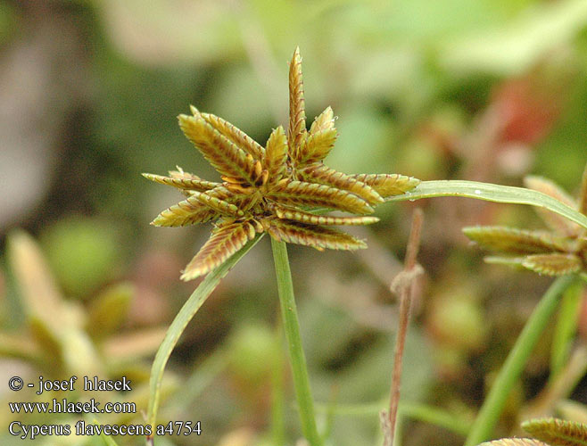 Cyperus flavescens Pycreus Šáchor žlutavý Šáchorek