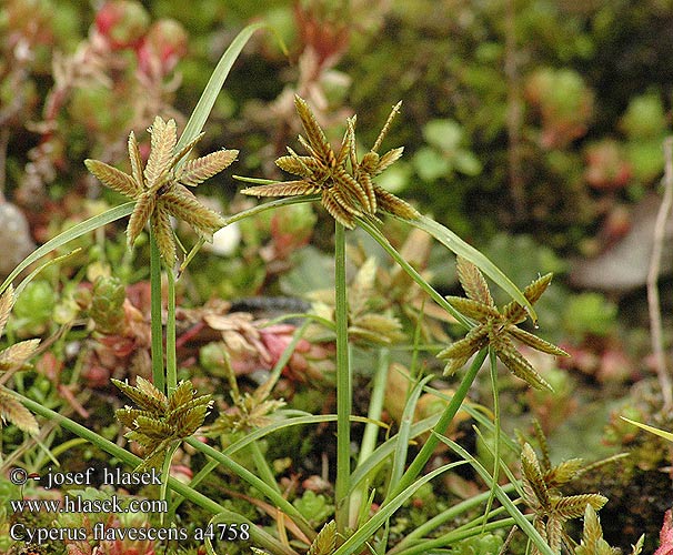 Gelbliches Zypergras Yellow flatsedge Cyperus flavescens Pycreus