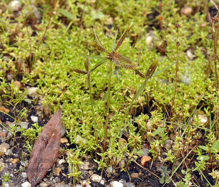 Cibora żółta Souchet jaunâtre Šachorec žltkastý Cyperus flavescens Pycreus