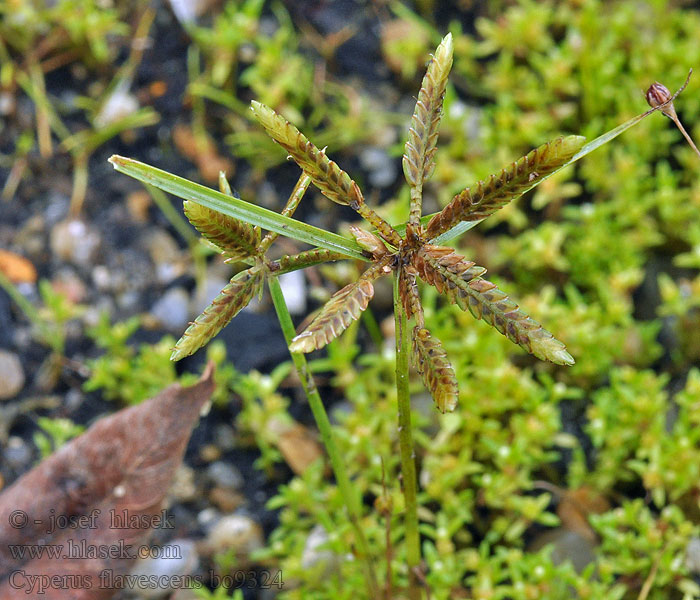 Šáchor žlutavý Šáchorek Sárga palka Geel cyper Ситовник желтоватый Cyperus flavescens