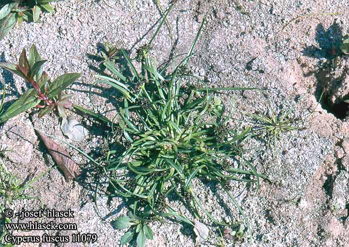 Cyperus fuscus Brown galingale Brun Fladaks Souchet brun