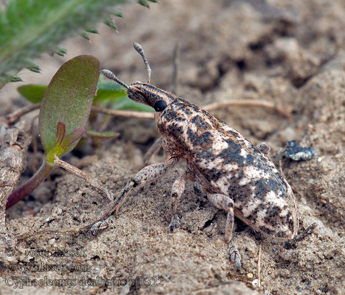 Cyphocleonus dealbatus Gefleckte Langrüssler Márványos barkó Szarek marmurkowiec