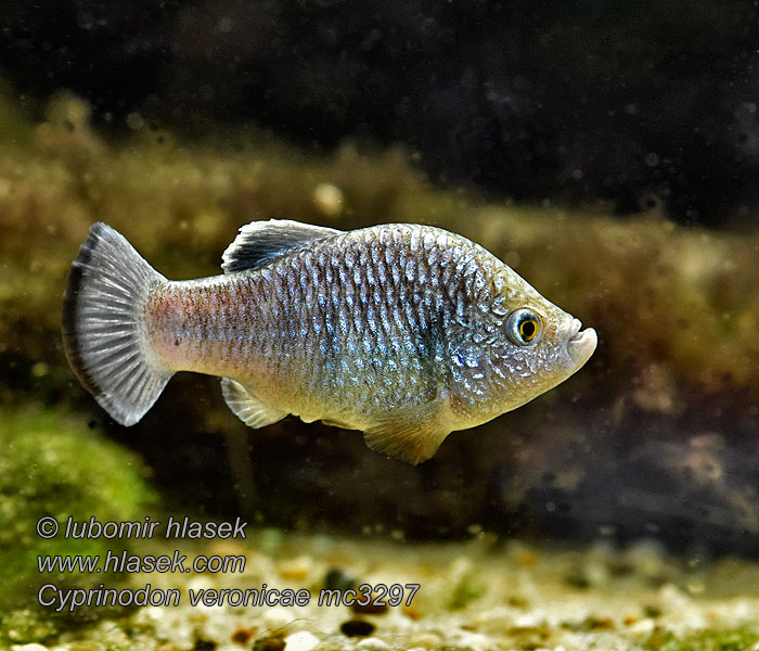 Cyprinodon veronicae Charco Palma pupfish Halančíkovec Veroničin