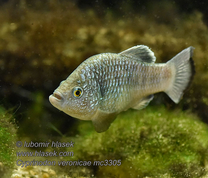 Cyprinodon veronicae Charco-Azul-Wüstenkärpfling 維氏鱂