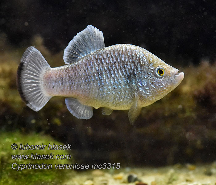 Cyprinodon veronicae Cachorrito charco azul