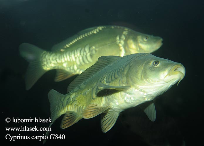 Cyprinus carpio Common carp Çökə Šaran Karpenn Шаран