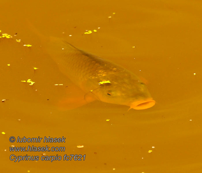 Cyprinus carpio