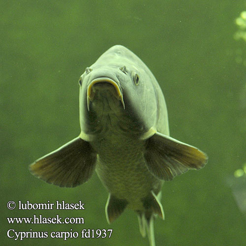 Cyprinus carpio fd1937