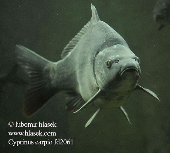 Cyprinus carpio fd2061