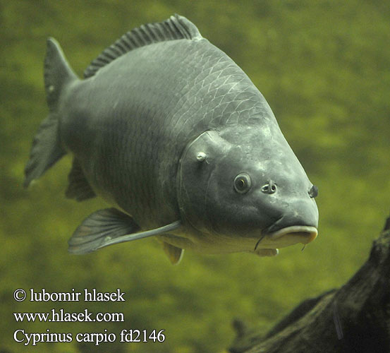 Cyprinus carpio fd2146