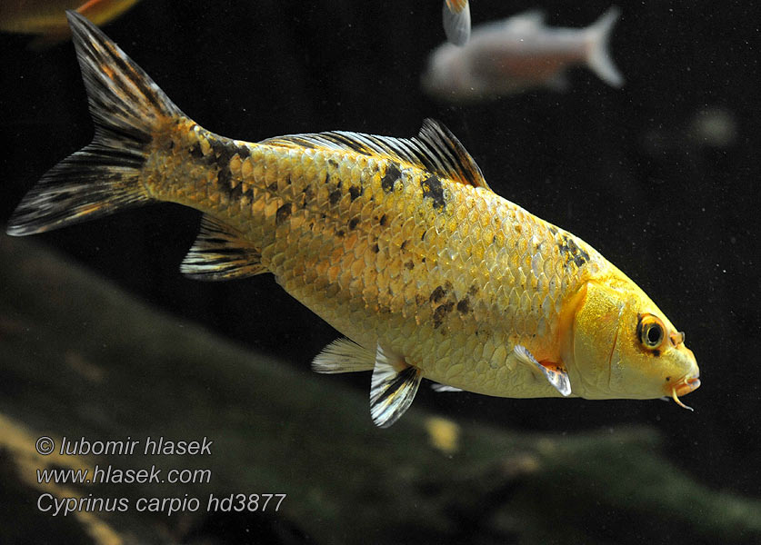 Cyprinus carpio