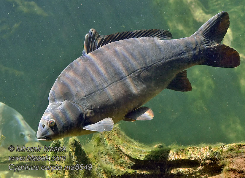 Cyprinus carpio