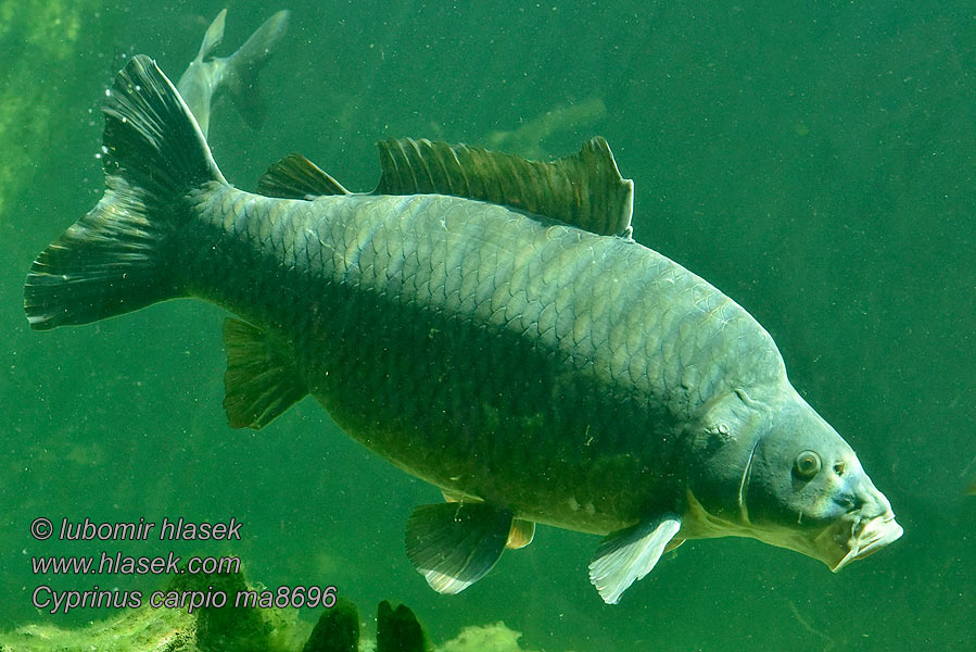 Cyprinus carpio