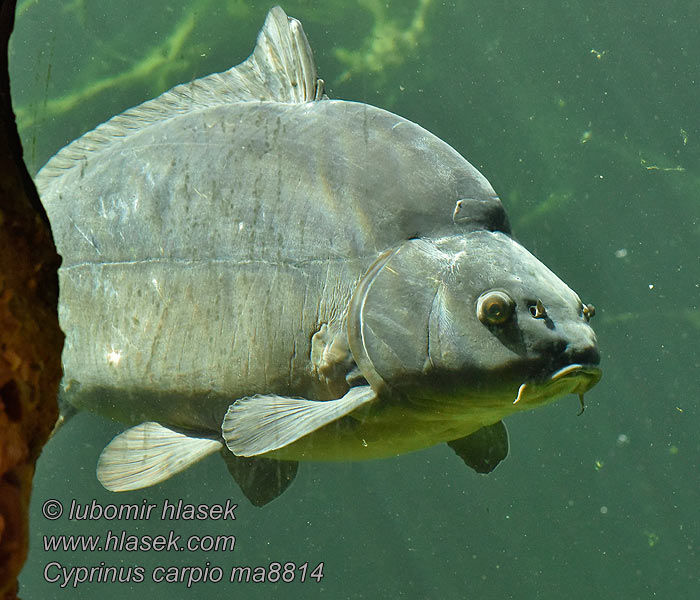 Cyprinus carpio