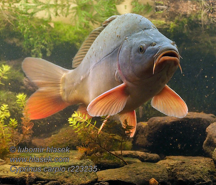 Cyprinus carpio