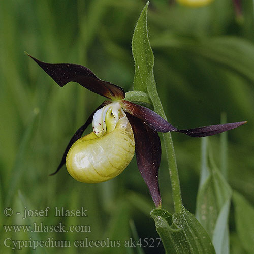 Cypripedium calceolus Lady's Slipper Fruesko Tikankontti