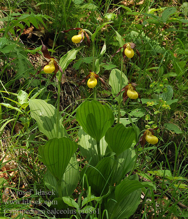 Cypripedium calceolus Marisko カラフトアツモリソウ Papucul Doamnei