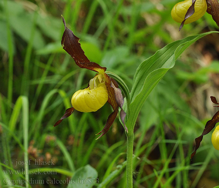 Cypripedium calceolus Венерин башмачок Lepi čeveljc