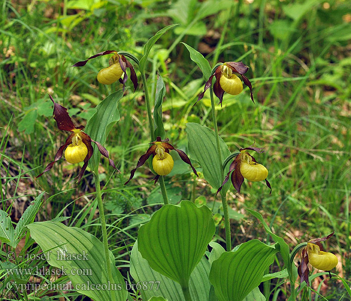 Cypripedium calceolus Gospina papučica Госпина папучица