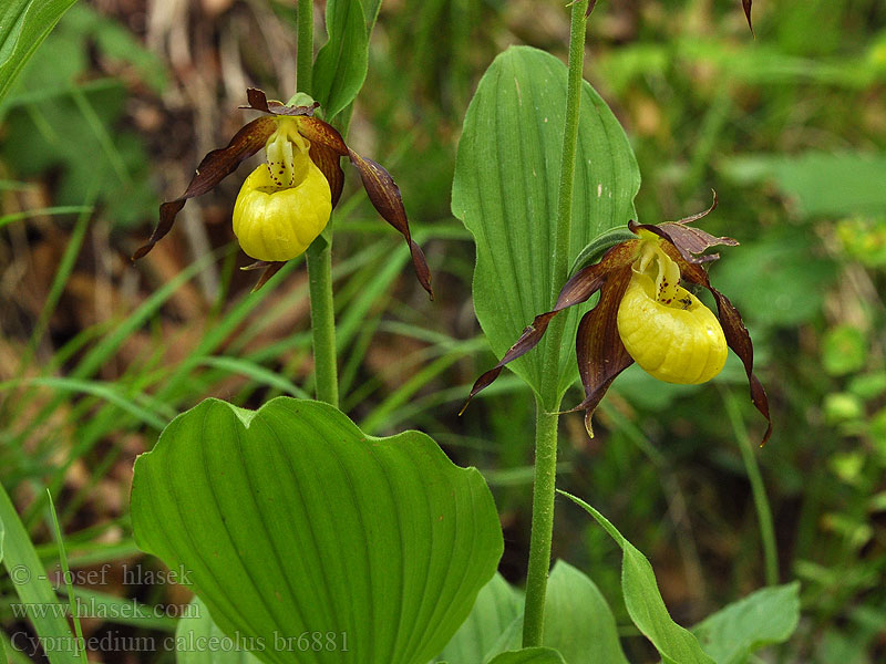 Cypripedium calceolus Guckuskon Черевички зозулині