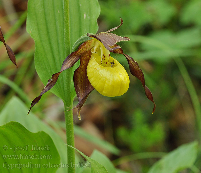 Cypripedium calceolus Lady's Slipper Fruesko