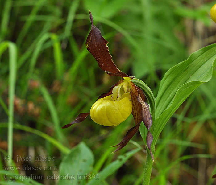 Cypripedium calceolus Cypripède soulier Sabot Vierge