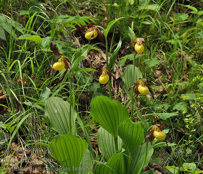 Cypripedium calceolus Vrouweschoentje Scarpetta Venere