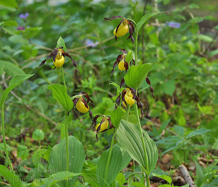 Cypripedium calceolus Boldogasszony papucsa Frauenschuh