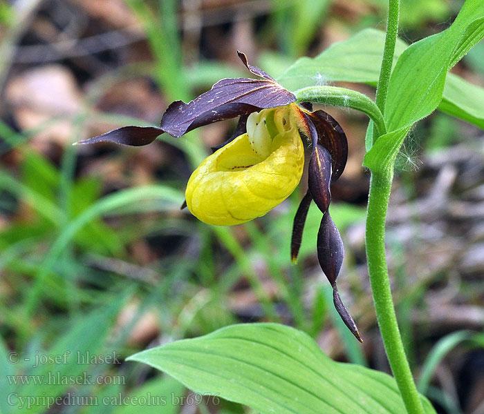 Cypripedium calceolus Obuwik pospolity Črievičník papučkový