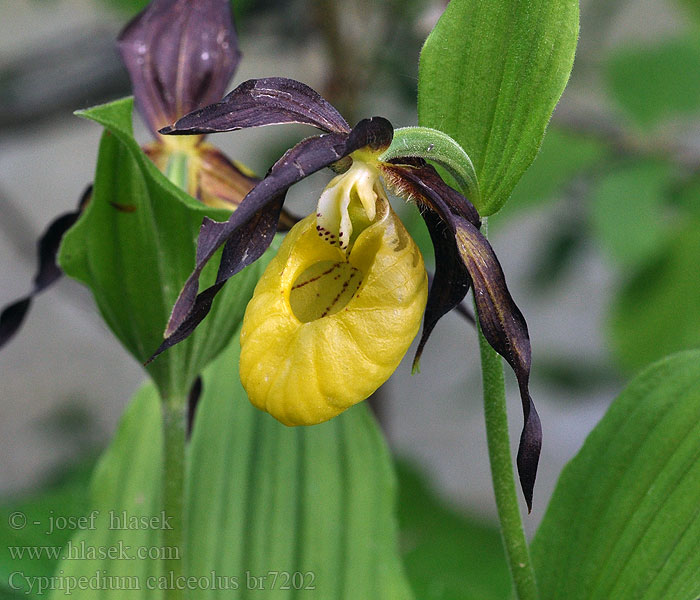 Cypripedium calceolus Střevíčník pantoflíček