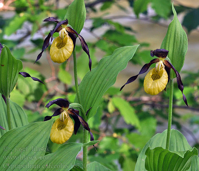 Cypripedium calceolus Zuecos Guckusko Венерино пантофче