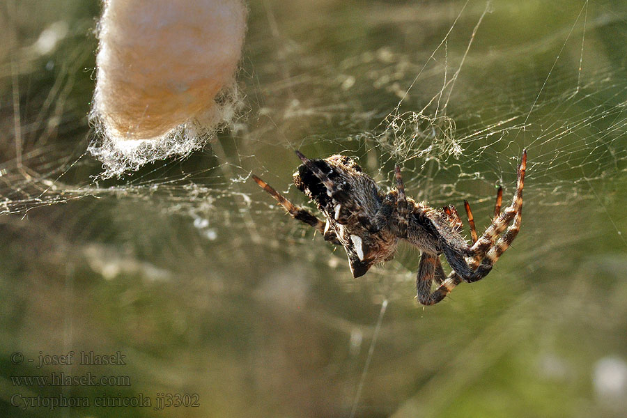 Cyrtophora citricola Cyrtofora opunciová Opuntienspinne Namiotowiec opucjowy