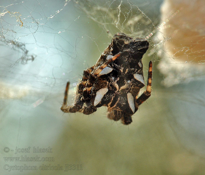 Cyrtophora citricola Cyrtofora opunciová Opuntienspinne 桔雲斑蛛