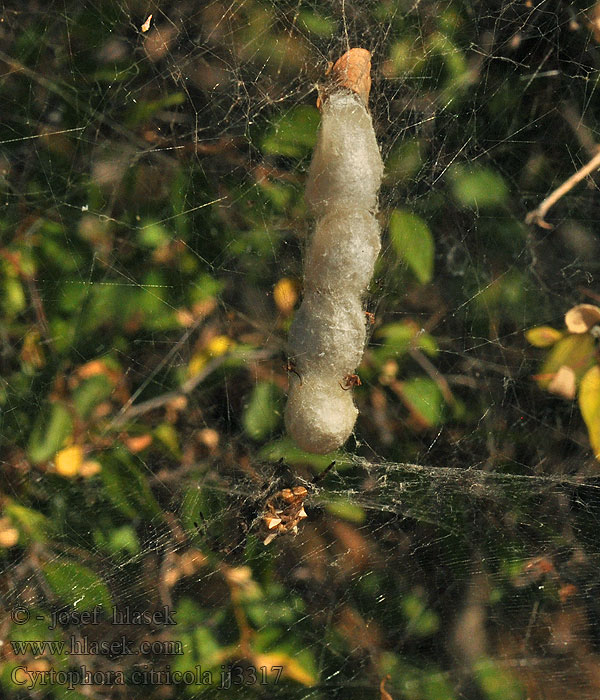 Cyrtophora citricola Cyrtofora opunciová Namiotowiec opucjowy 桔雲斑蛛