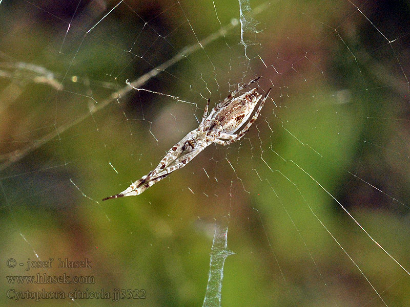 Cyrtophora citricola Opuntienspinne Namiotowiec opucjowy 桔雲斑蛛