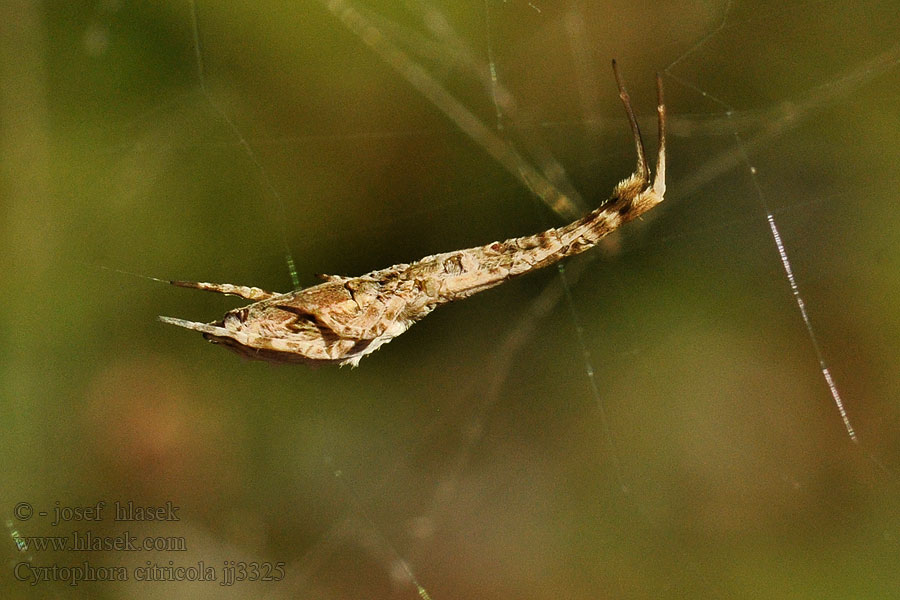 Cyrtofora opunciová Cyrtophora citricola