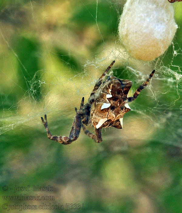 Opuntienspinne Cyrtophora citricola