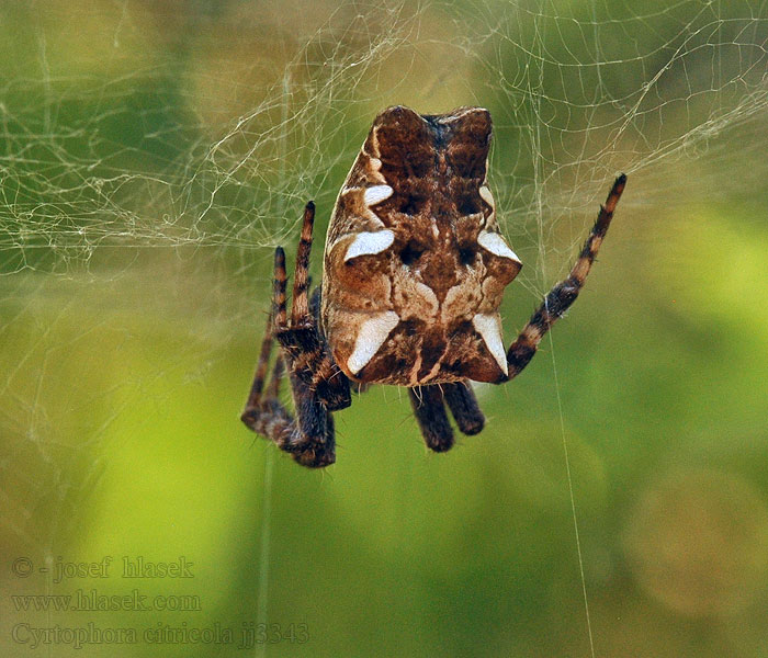 Cyrtophora citricola