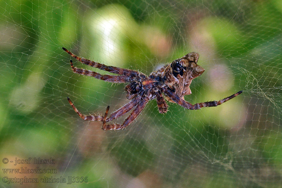 Cyrtofora opunciová Cyrtophora citricola Opuntienspinne