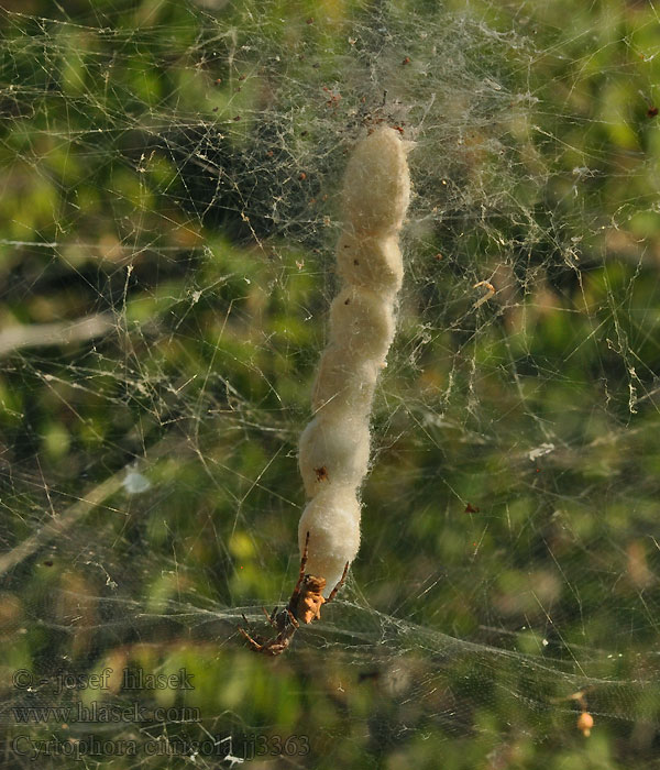 Cyrtofora opunciová Cyrtophora citricola Opuntienspinne